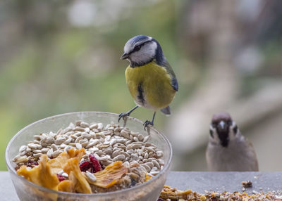 Close-up of birds in bowl on table