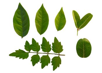 Directly above shot of leaves against white background