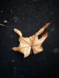 High angle view of maple leaf on street