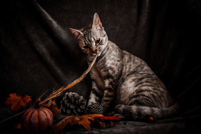 Portrait of tabby cat