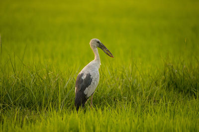 Bird on grass