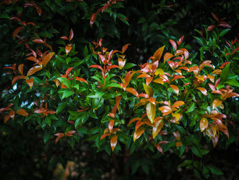 Close-up of orange flowering plant
