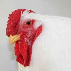 Close-up of rooster