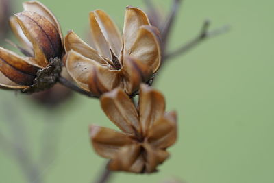 Close-up of dried plant