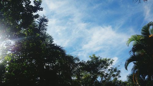 Low angle view of trees against sky