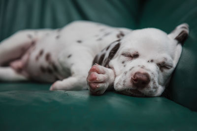 Close-up of a dog sleeping on bed