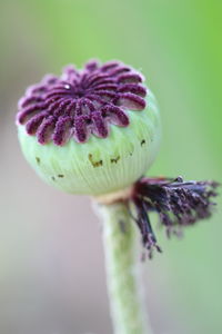 Close-up of purple poppy flower