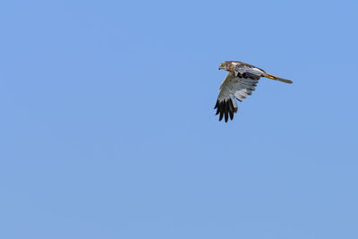 Low angle view of bird flying against clear sky