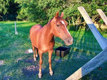 Horse on field