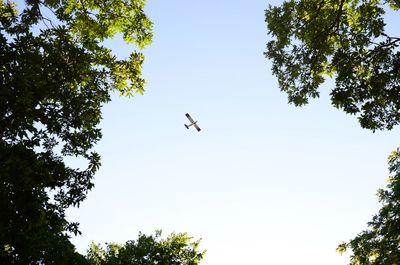 Low angle view of bird flying against clear sky