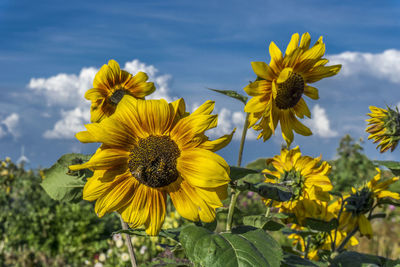 Close-up of sunflower