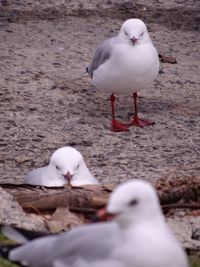 Close-up of seagull perching on shore