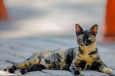 Close-up portrait of a cat