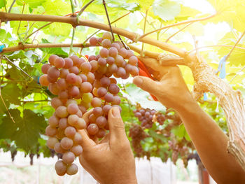 Close-up of hand holding fruits on tree