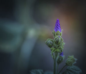 Close-up of purple flowering plant