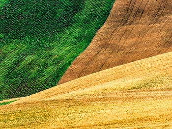 Scenic view of agricultural field