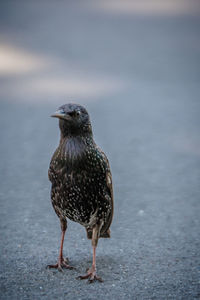 Close-up of bird perching on water