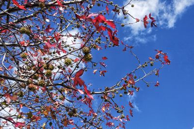 Low angle view of tree against blue sky