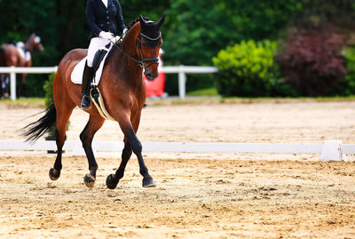 Side view of horse standing at beach