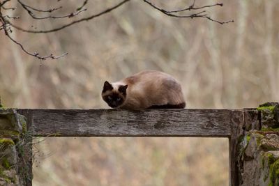 Sheep on tree branch in forest