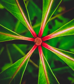 Directly above shot of red leaf on land