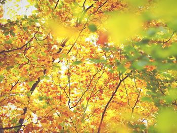 Low angle view of flowers on tree