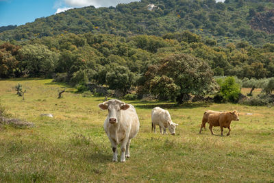 Charolais cows grazing in the meadow of extremadura, spain