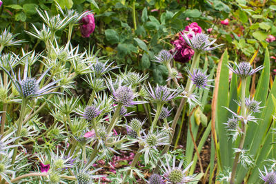 Close-up of flowers