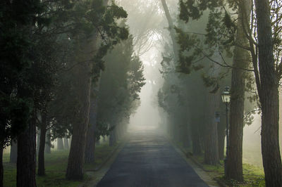 Empty road amidst trees in forest