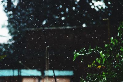 Close-up of water drops on tree against sky