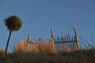 Plants growing on field against clear sky