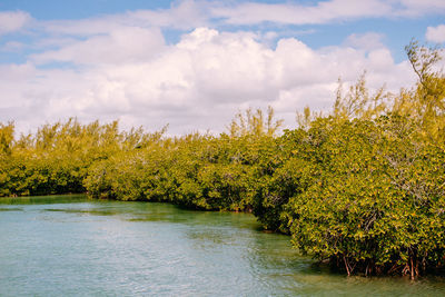 Plants by river against sky