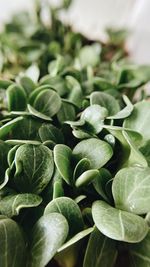 Microgreen. macro photo. healthy eating, veganism, vegetarianism, pattern, greens