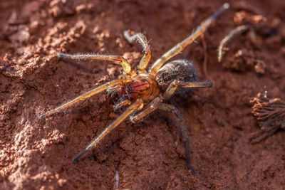 Close-up of spider