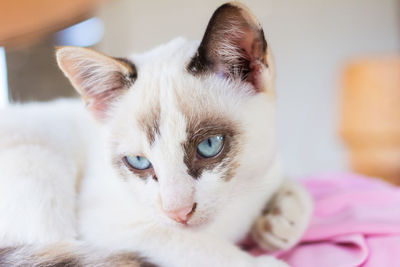 Close-up of cat looking away