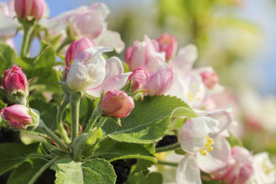 Close-up of pink flowering plants