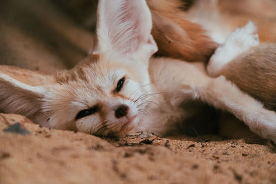 Close-up of a dog resting