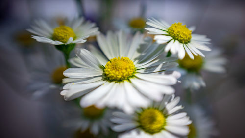 Close-up of white daisy flowers