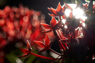 Close-up of red flowering plant