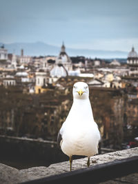 Seagull perching on wall against buildings in city