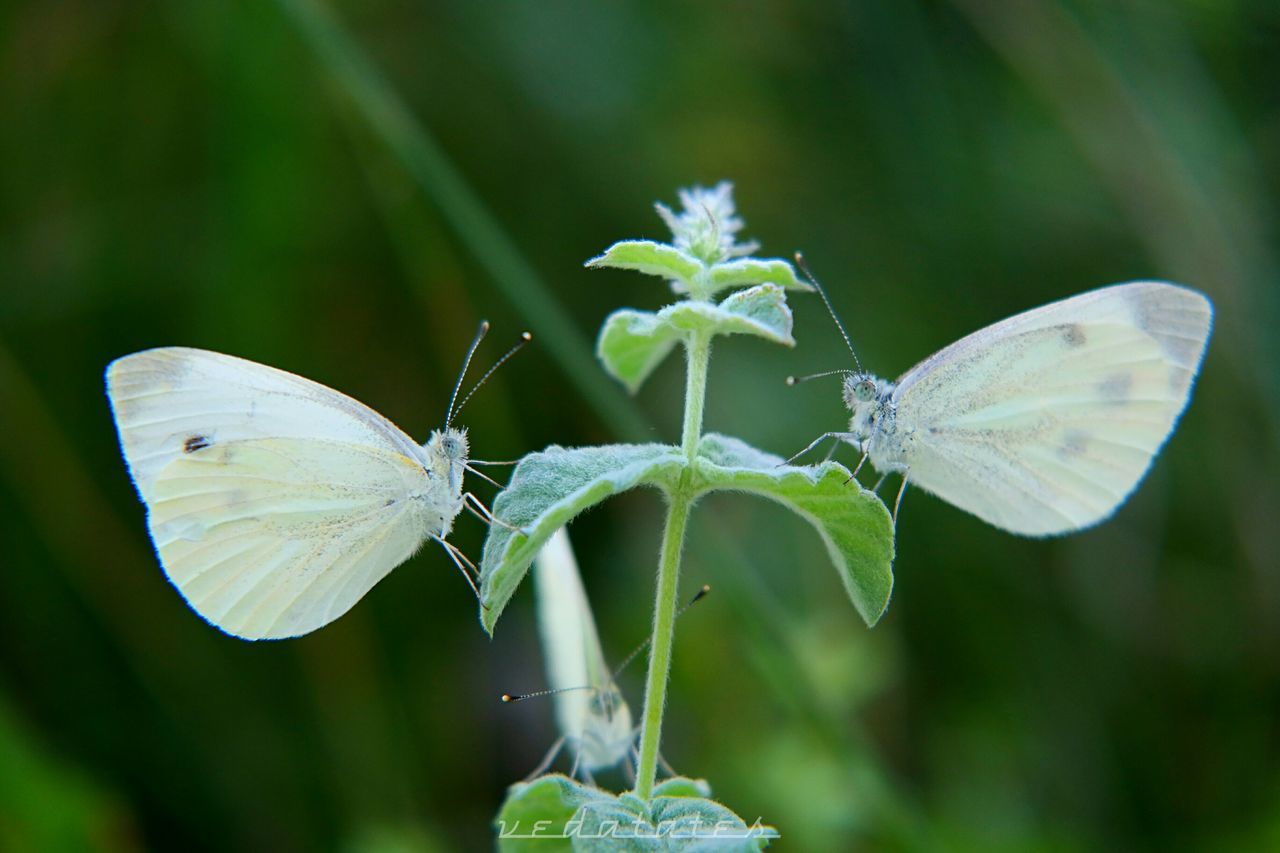 CLOSE-UP OF BUTTERFLY ON PLANT