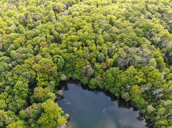 High angle view of river amidst trees in forest