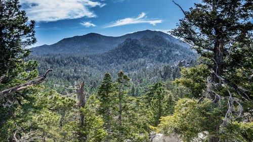 Scenic view of trees in forest against sky