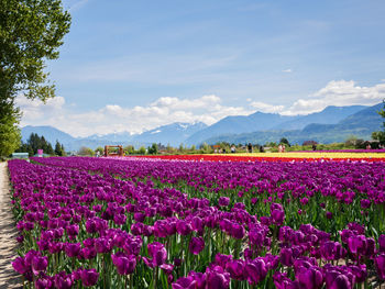 Purple flowering plants on field against sky