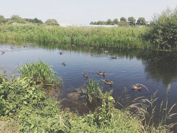 Ducks floating on lake