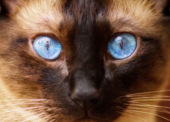 Close-up portrait of cat