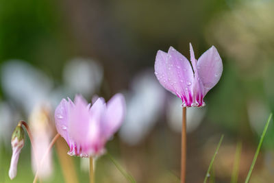 Close-up of pink crocus flower