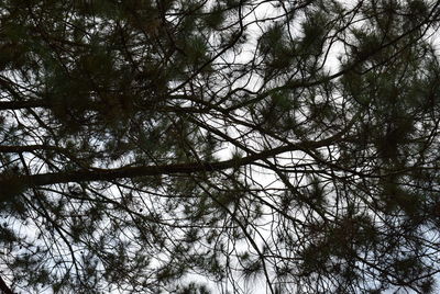 Low angle view of trees in forest against sky