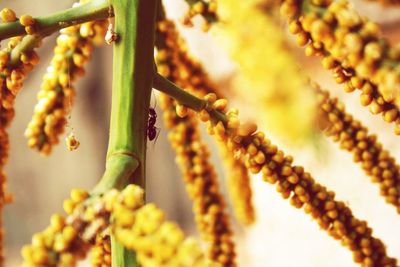Close-up of insect on plant