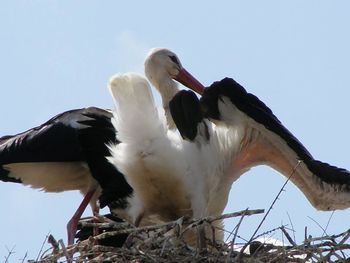 Low angle view of tree against clear sky